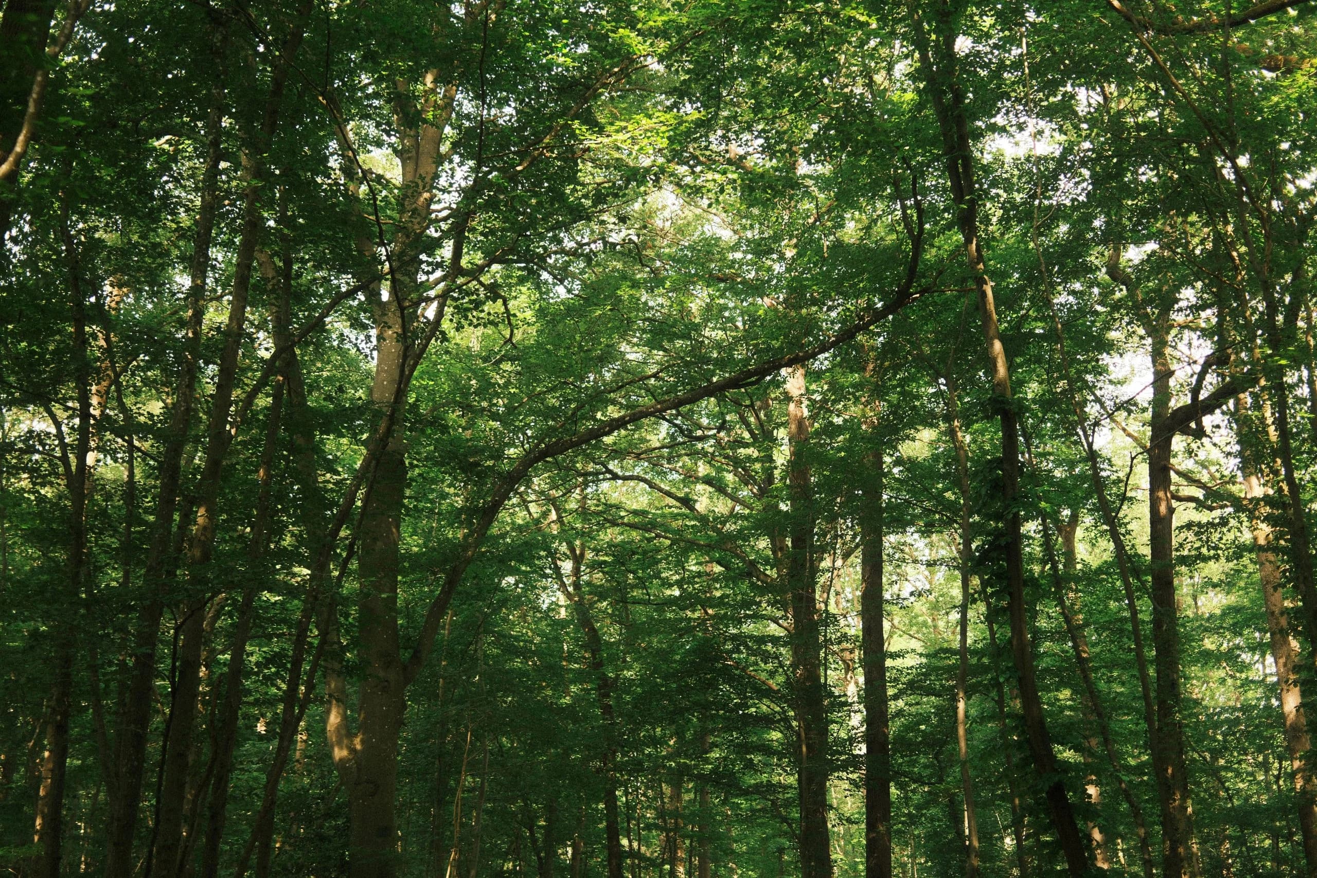 Forêt de Rosny-sur-Seine