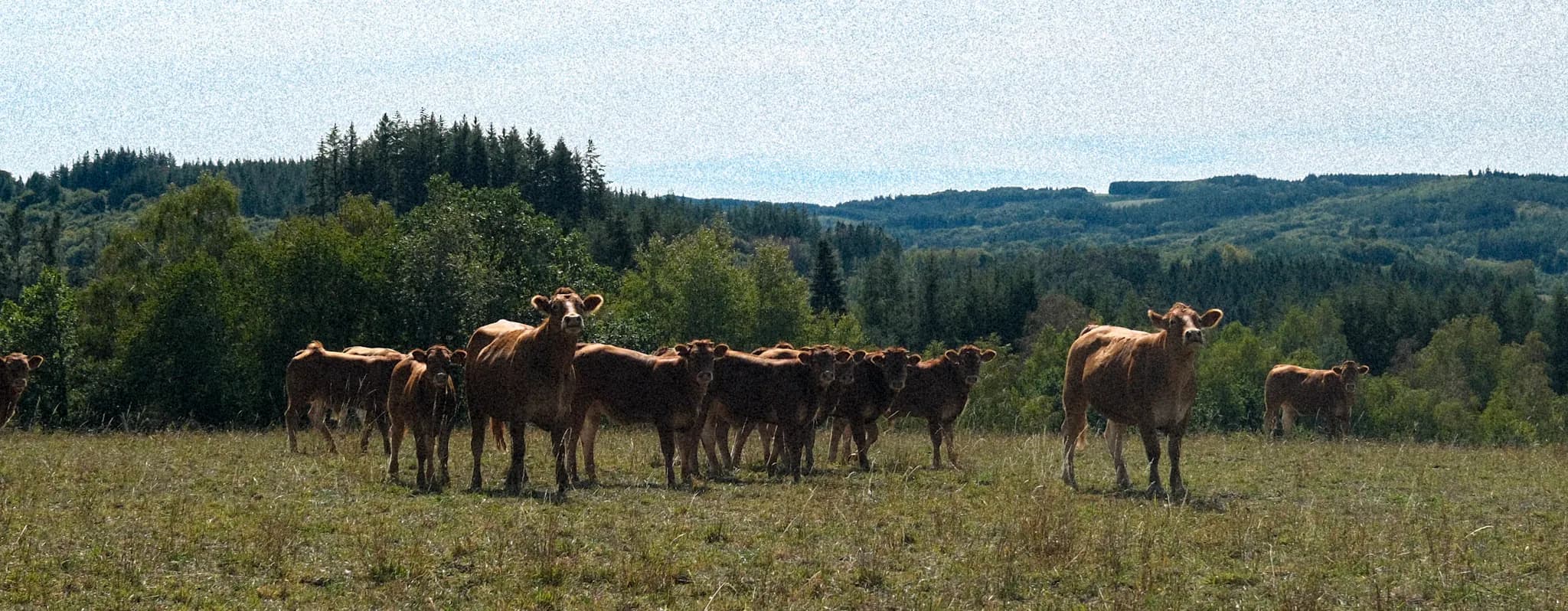 Vaches sur le plateau de Millevaches
