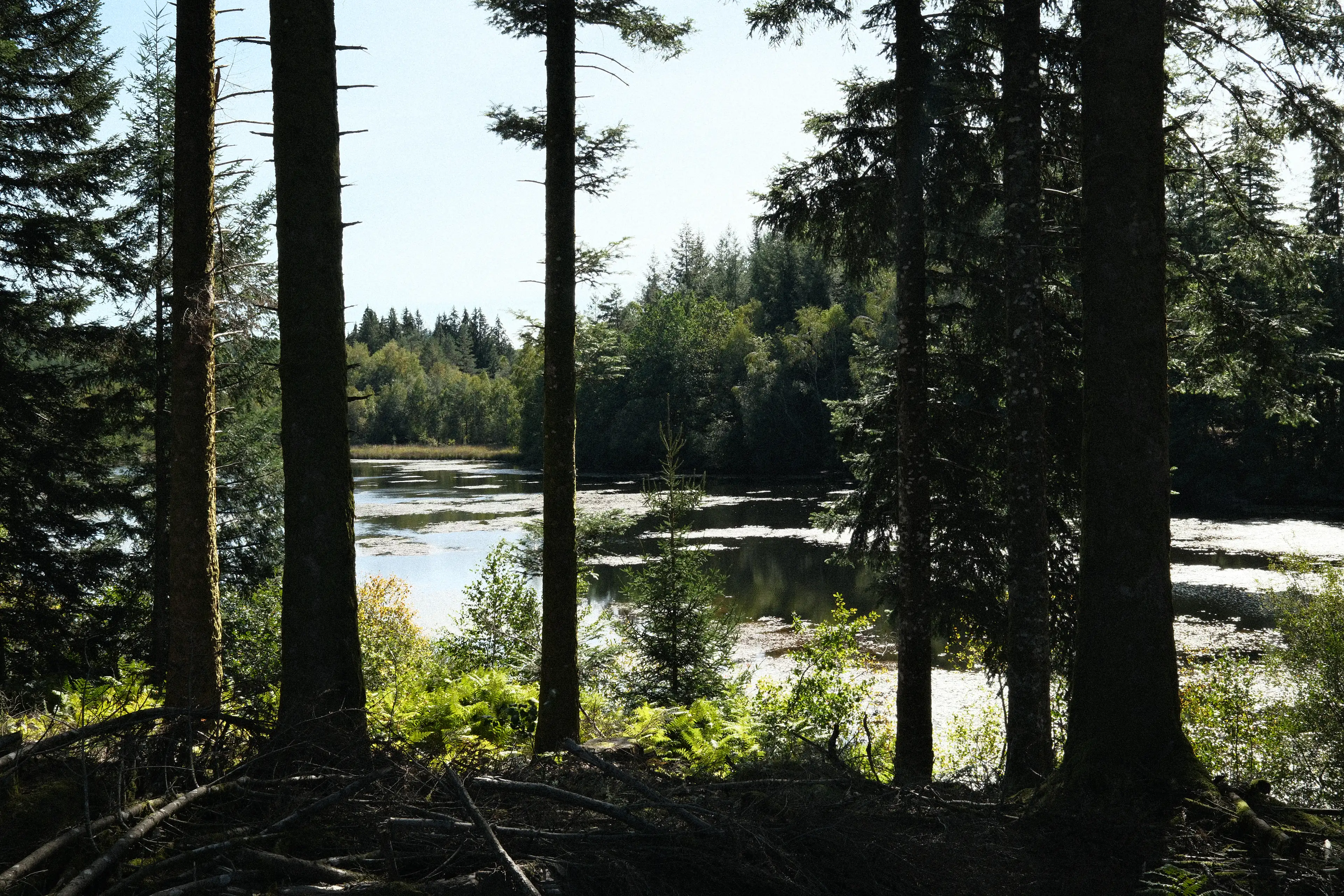 Lac sur le plateau de Millevaches, en Corrèze