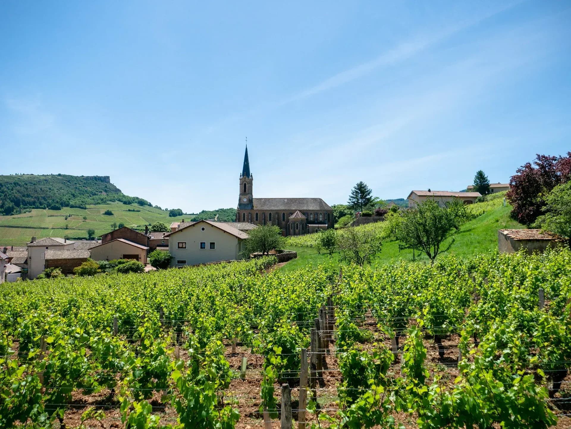 Vignole Mâcon