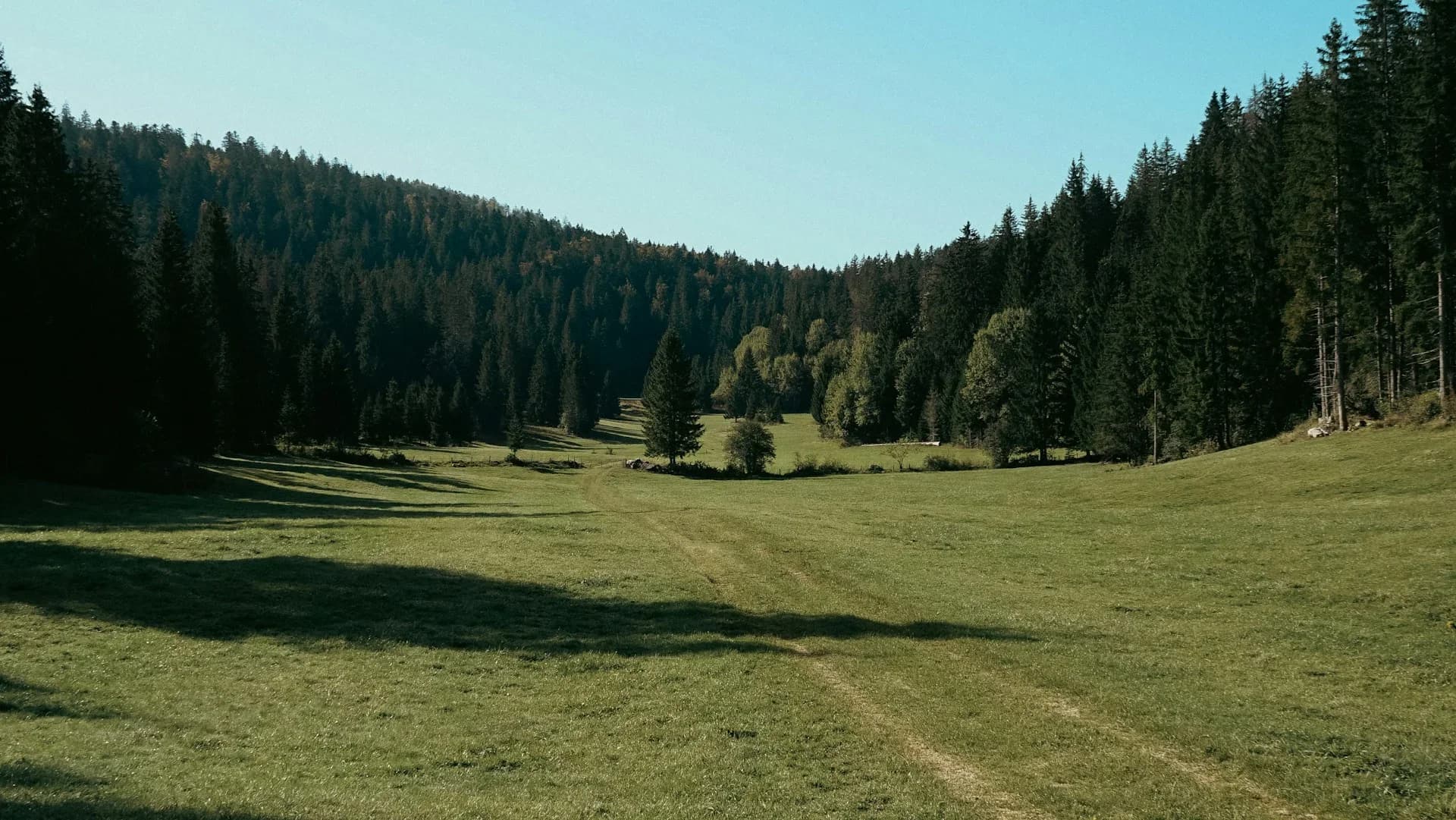 Forêt dans le Jura