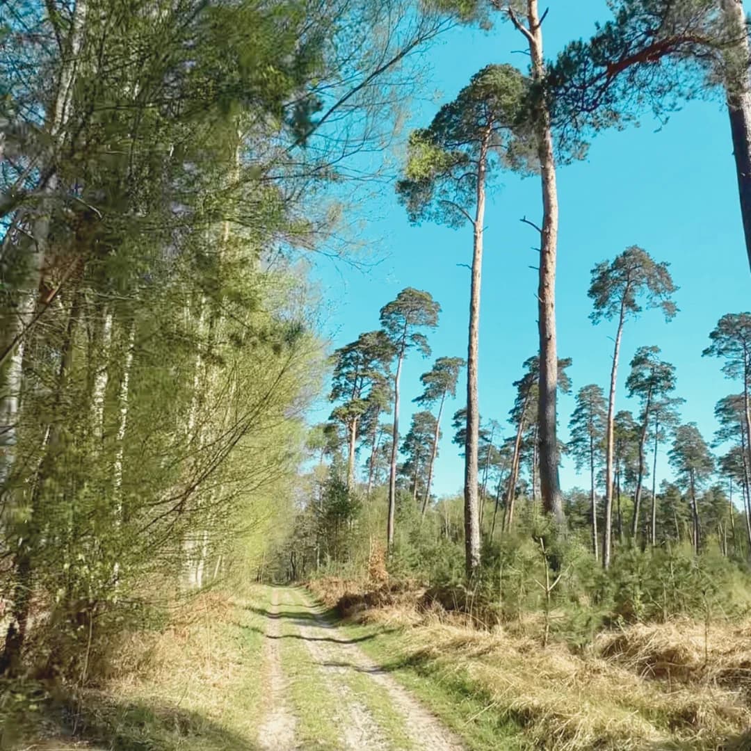 Foret dans l'oise