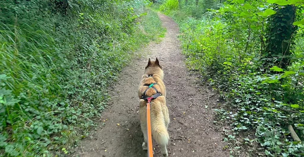 Chien et randonnée, excellente idée