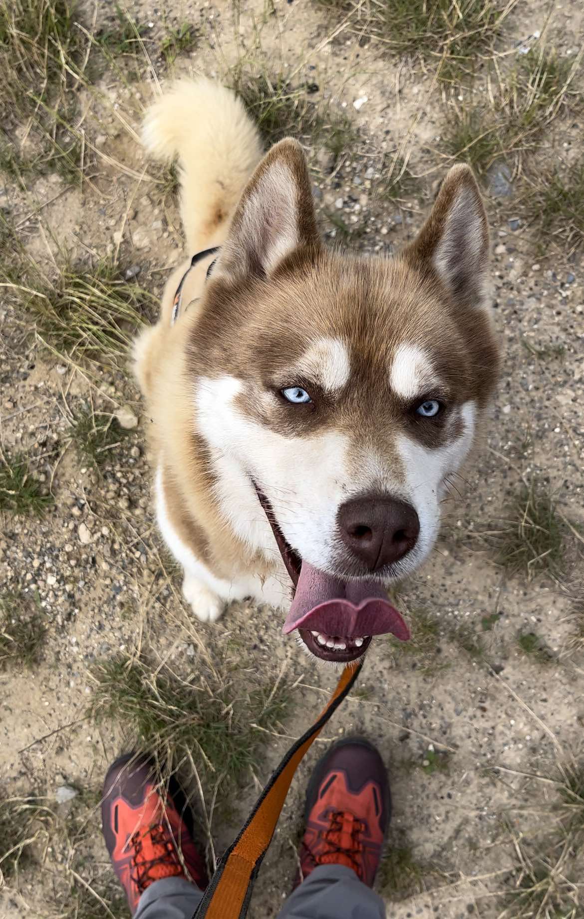 Chien et randonnée : un combo gagnant