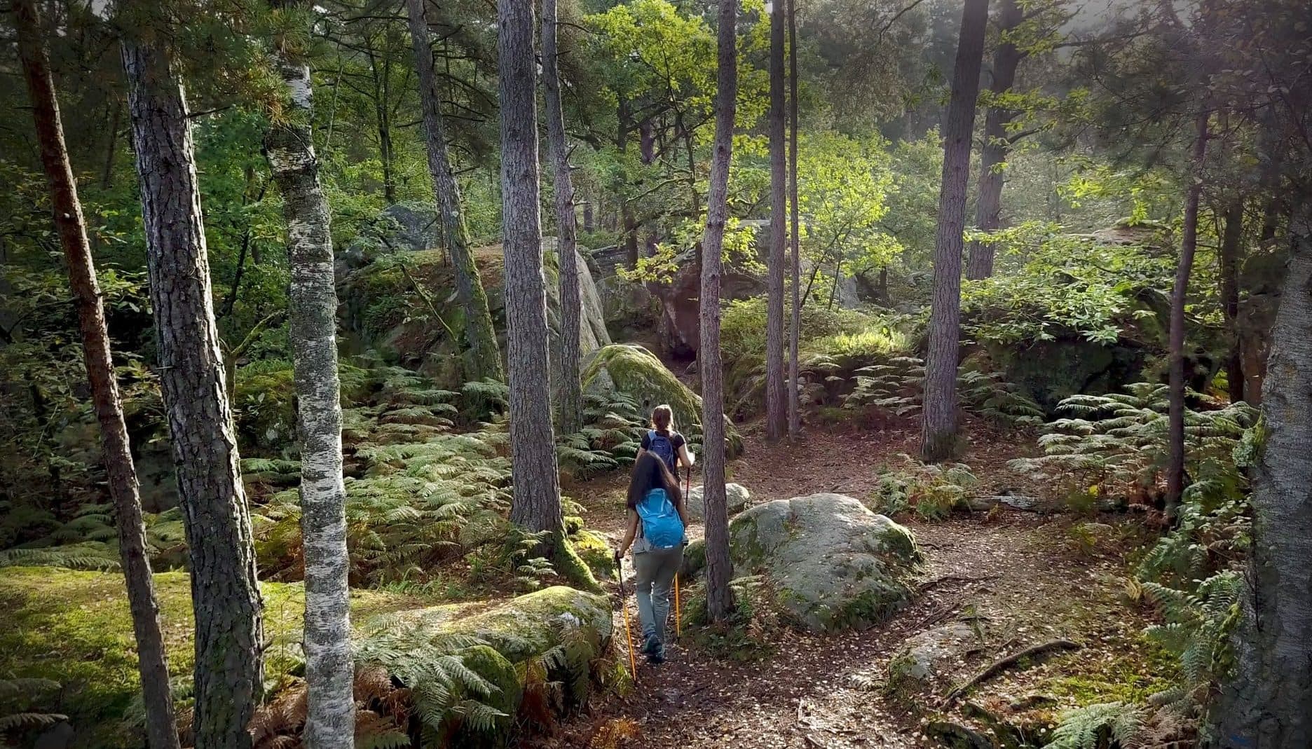 La forêt de Fontainebleau