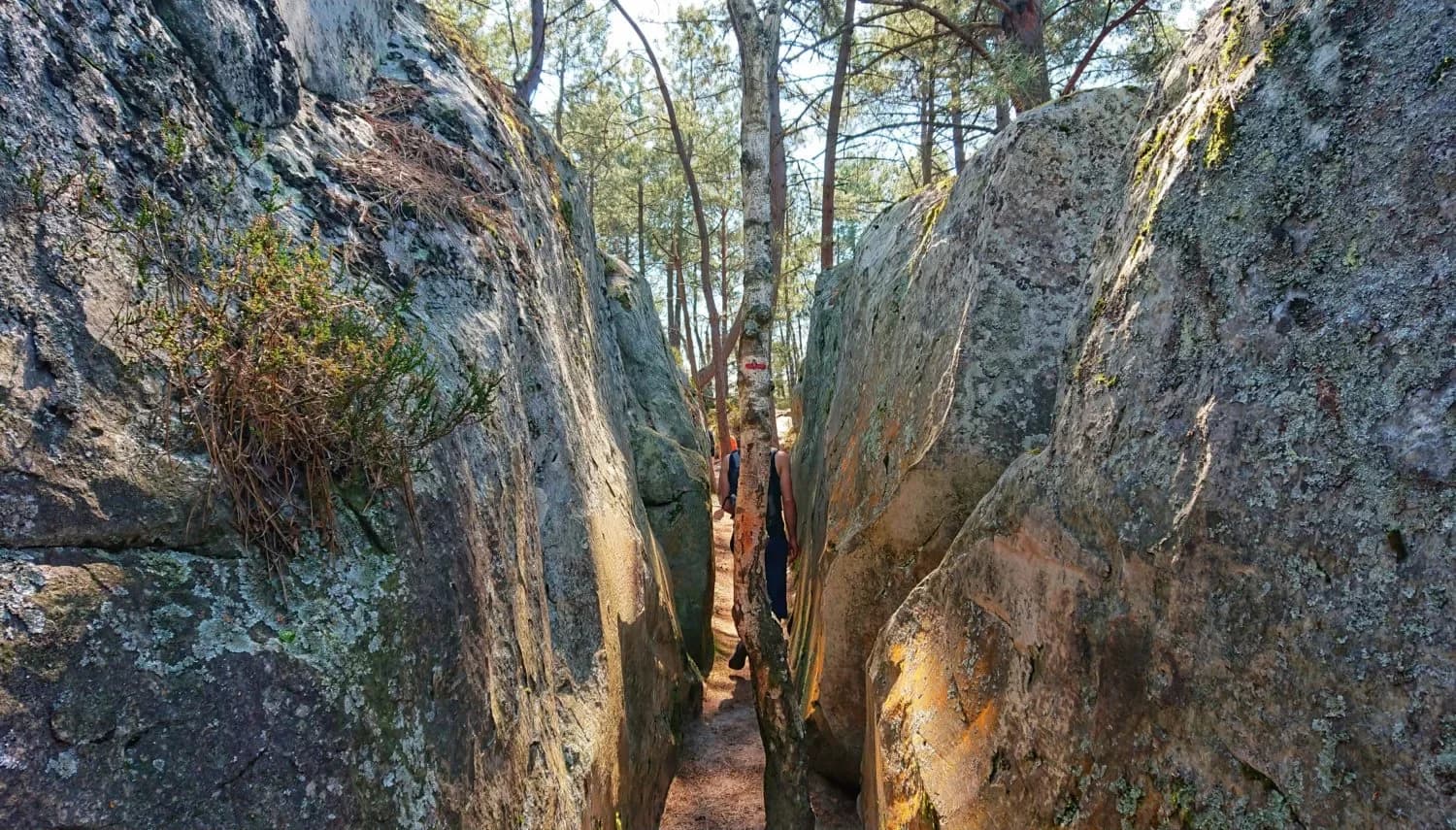 La forêt de Fontainebleau