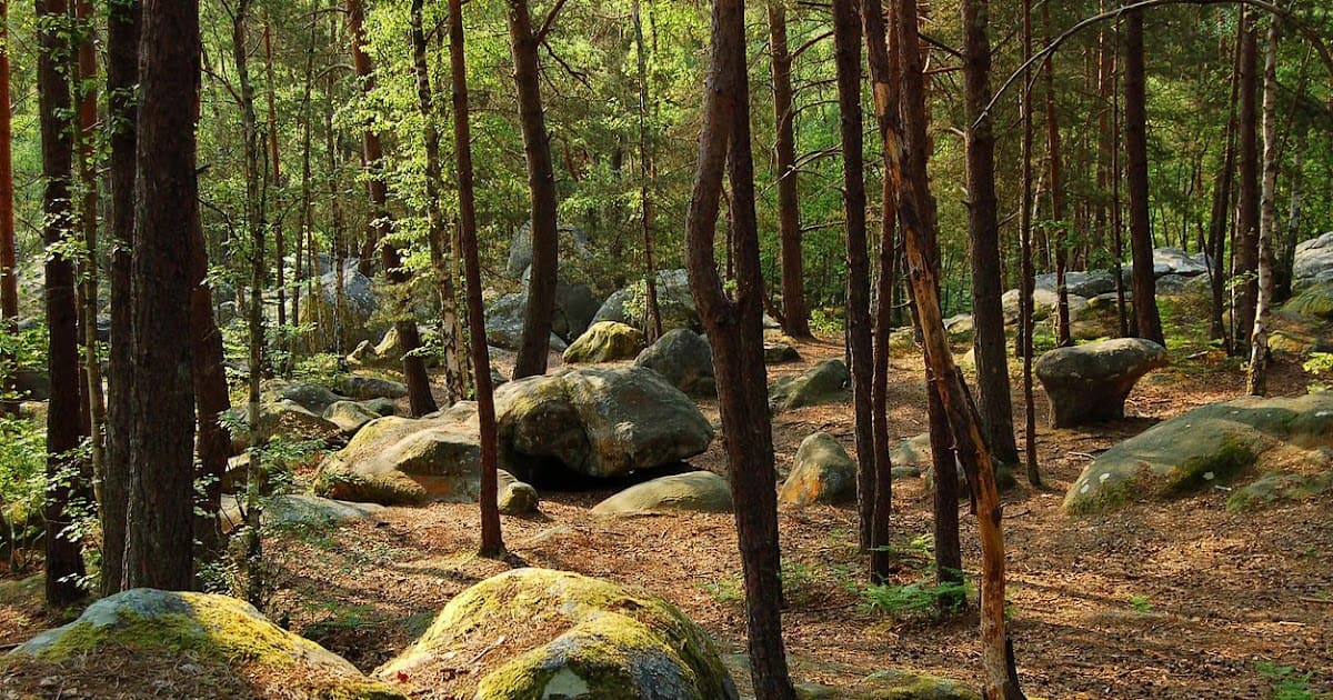 La Forêt de Fontainebleau