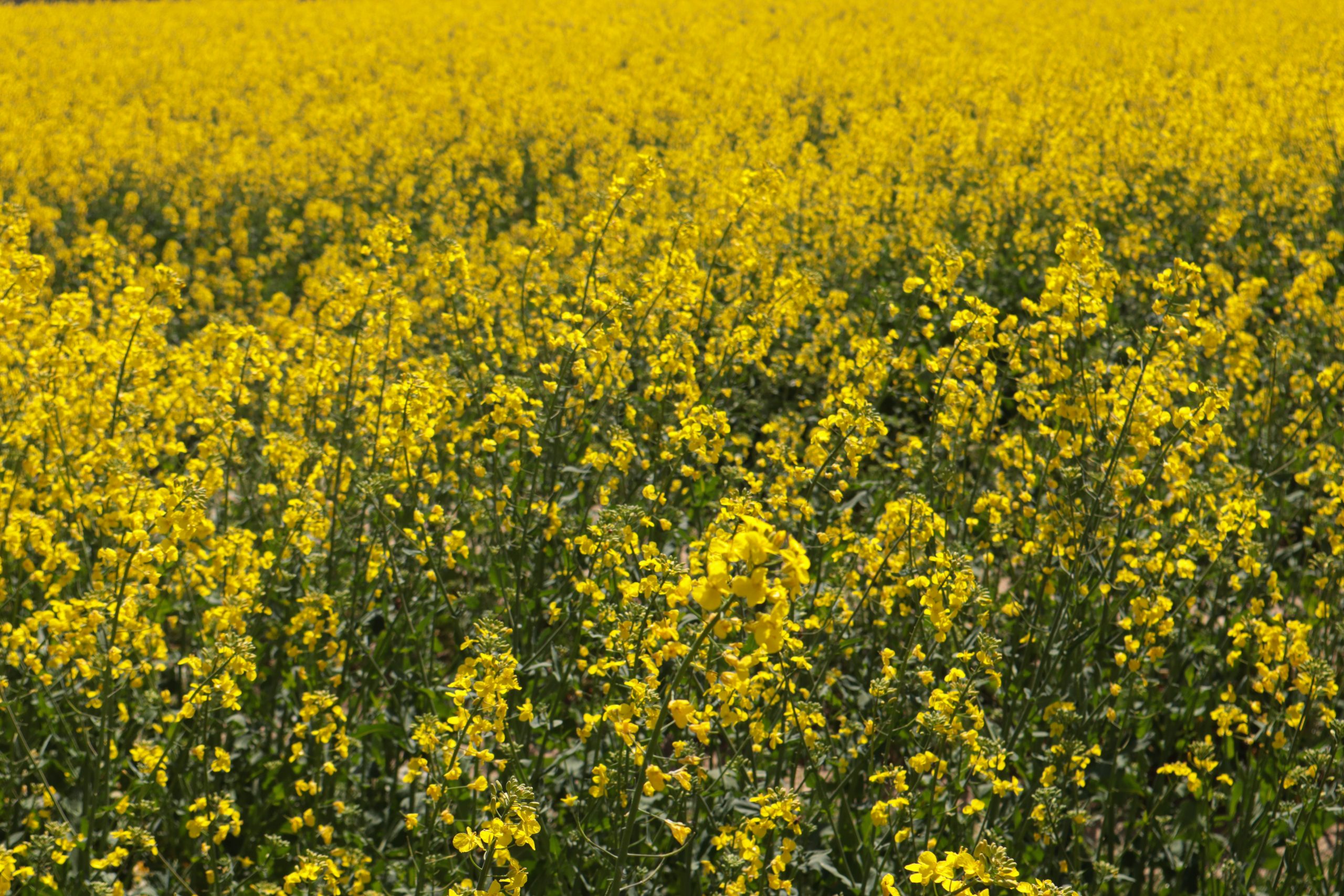 Champ de colza dans le Vexin