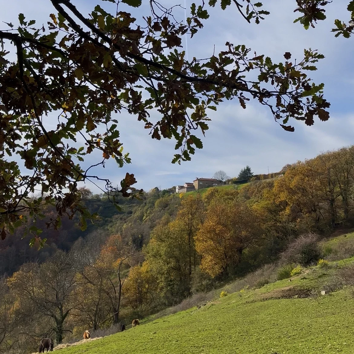 Pâturages dans les Monts du Lyonnais