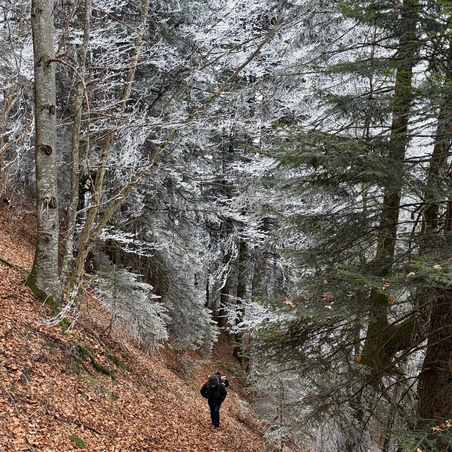 Randonnée hivernale en forêt